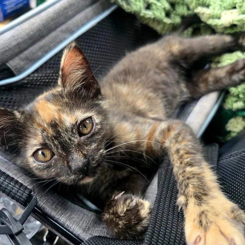 A baby medium-sized female Tortoiseshell Domestic Short Hair cat named Nutmeg for adoption in Beulaville, NC