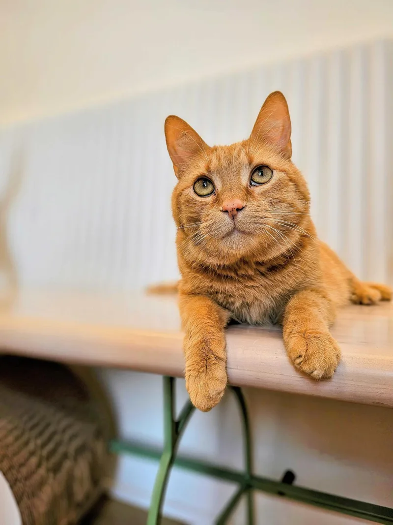 A young medium-sized female Orange / Red Domestic Short Hair cat named Marigold for adoption in Medford, NJ