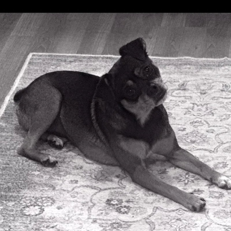 An adult small-sized female Black Pug dog named Pumpkin for adoption in Summerfield, NC