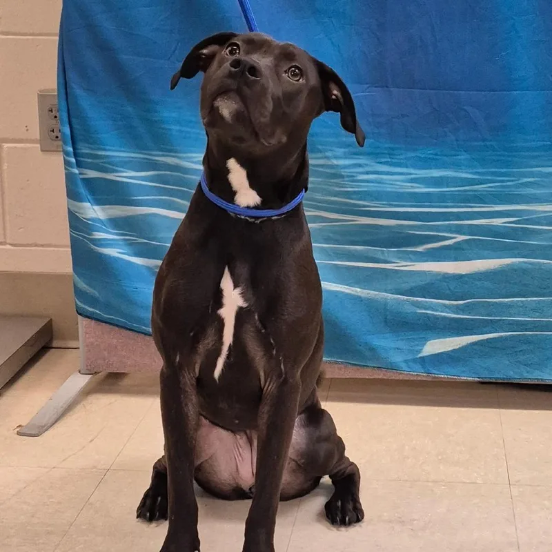 An adult medium-sized female Black Mixed Breed dog named Bella for adoption in Lake Panasoffkee, FL