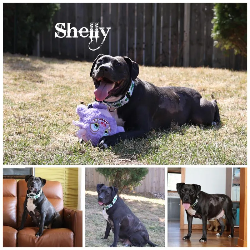 An adult large-sized female Black Terrier dog named Shelly for adoption in Sioux Falls, SD