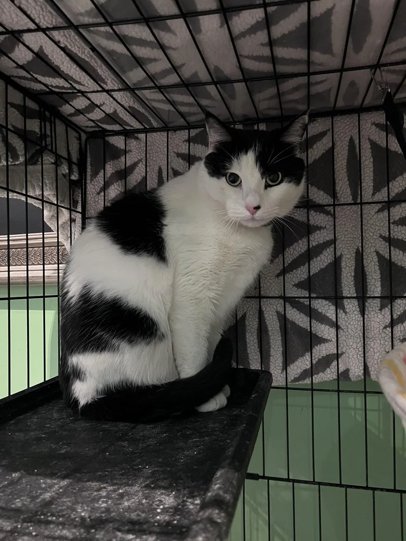 An adult large-sized male American Shorthair cat named Albert Einstein for adoption in Philadelphia, PA