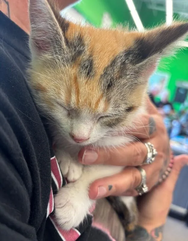 A young medium-sized female Calico Domestic Short Hair cat named Payton for adoption in Grand Rapids, MI