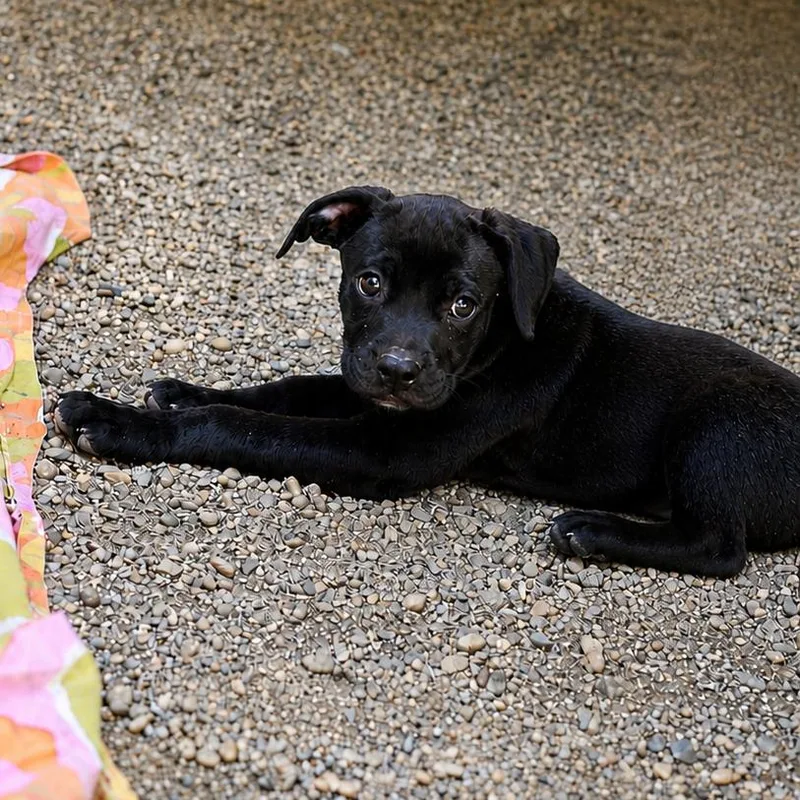 A baby small-sized female Black Terrier dog named Anna for adoption in Hopkinton, MA