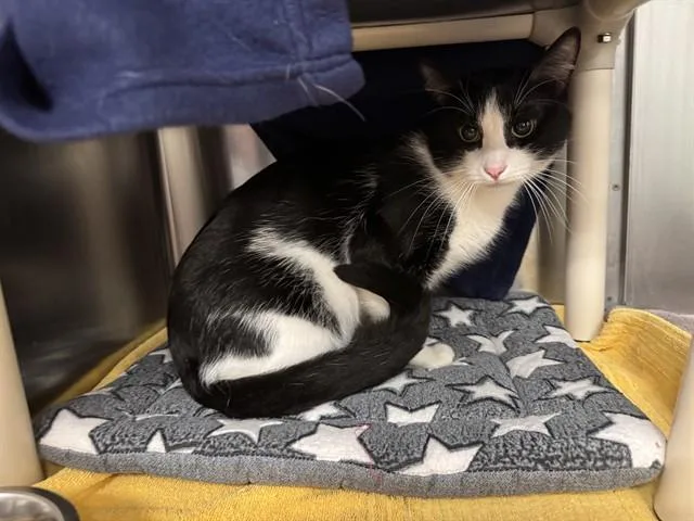A young medium-sized male Domestic Short Hair cat named Panda for adoption in Minneapolis, MN