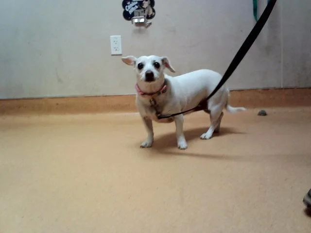 An adult medium-sized female Chihuahua dog named Snowy for adoption in Martinez, CA