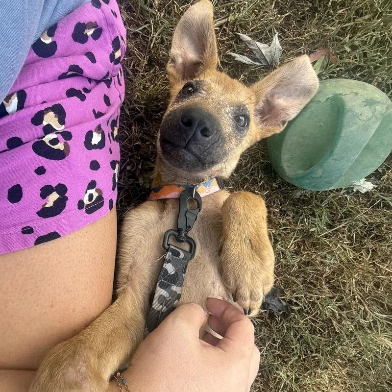 A baby medium-sized female Shepherd dog named Kristy for adoption in Sequatchie, TN