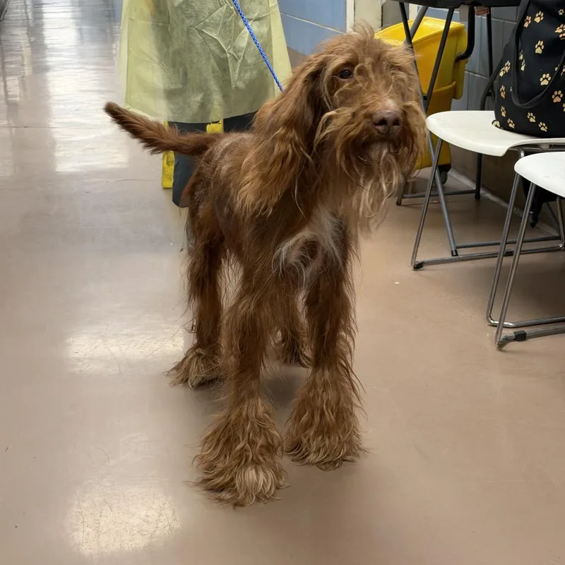 An adult medium-sized male Red / Chestnut / Orange Standard Poodle dog named Bell Bottom Mustache for adoption in Northbrook, IL