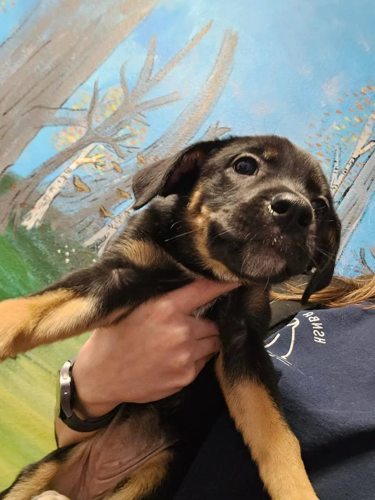 A baby medium-sized female Labrador Retriever dog named Lilith for adoption in New Braunfels, TX