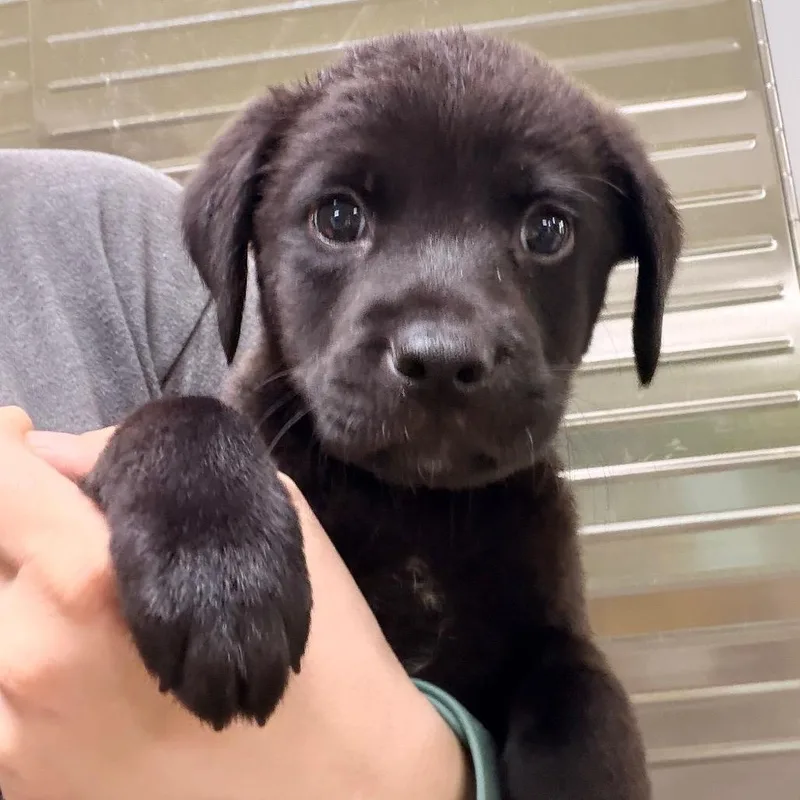A baby small-sized male Black Collie dog named Duke for adoption in Columbus, GA