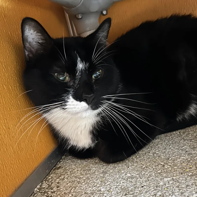An adult medium-sized male Domestic Short Hair cat named Oreo for adoption in Elyria, OH