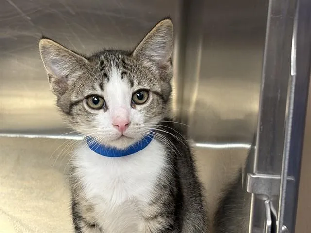 A baby small-sized male Domestic Short Hair cat named Silvester for adoption in Rancho Cucamonga, CA