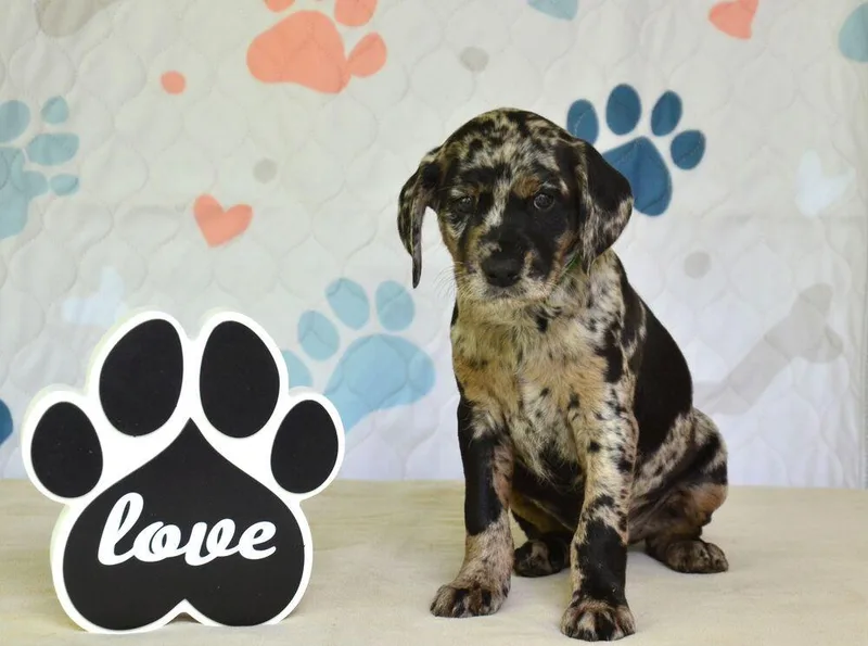 A baby medium-sized male Merle (Blue) Spaniel dog named Jackson for adoption in Willingboro, NJ