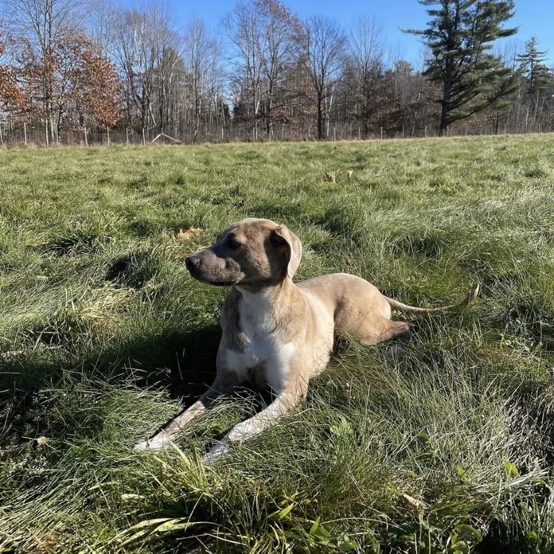 An adult medium-sized female Gray / Blue / Silver Mixed Breed dog named Gertie for adoption in Westhampton, NY
