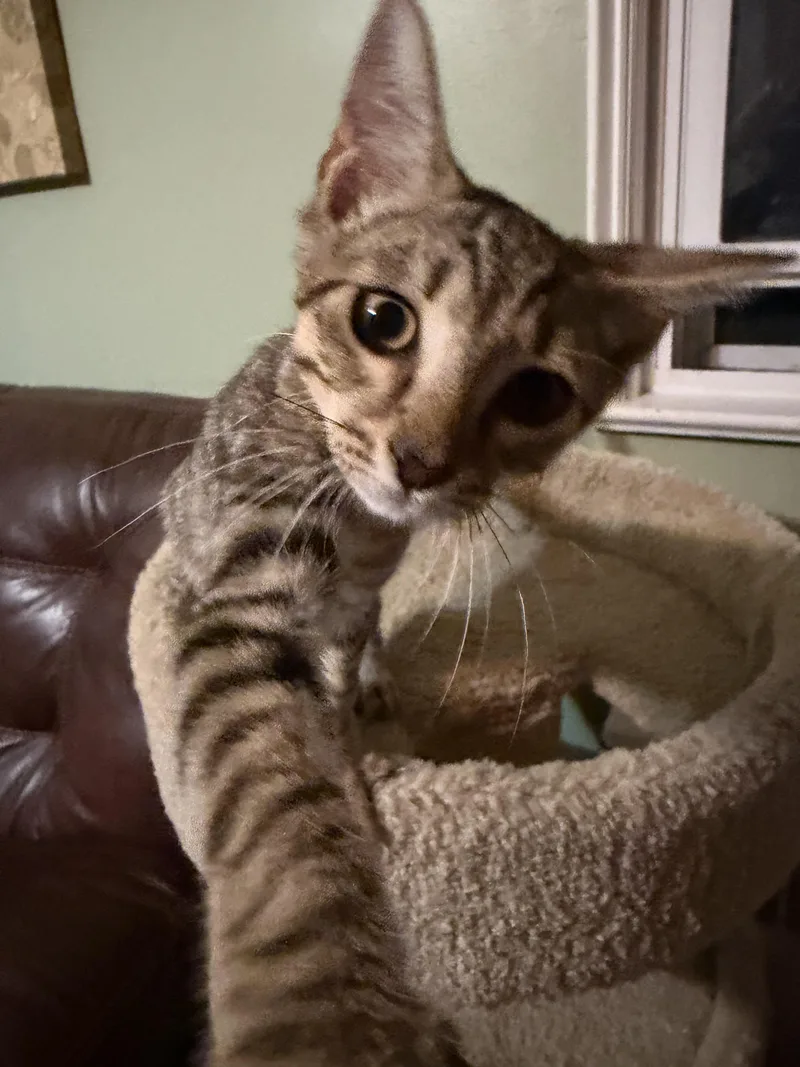 A young medium-sized female Domestic Short Hair cat named Jax and Charlotte for adoption in Lansdowne, PA