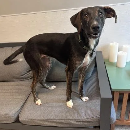 An adult medium-sized female Black Mixed Breed dog named Stormy for adoption in Lansing, MI