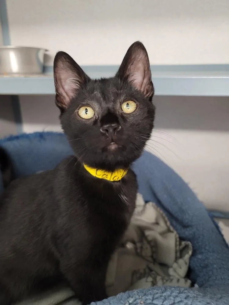 A baby small-sized male Black Domestic Short Hair cat named Diablo for adoption in Fort Walton Beach, FL