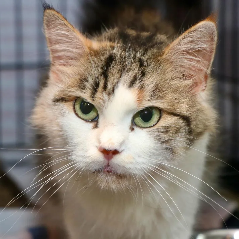 An adult large-sized female White Domestic Short Hair cat named Tortellini for adoption in Allentown, PA