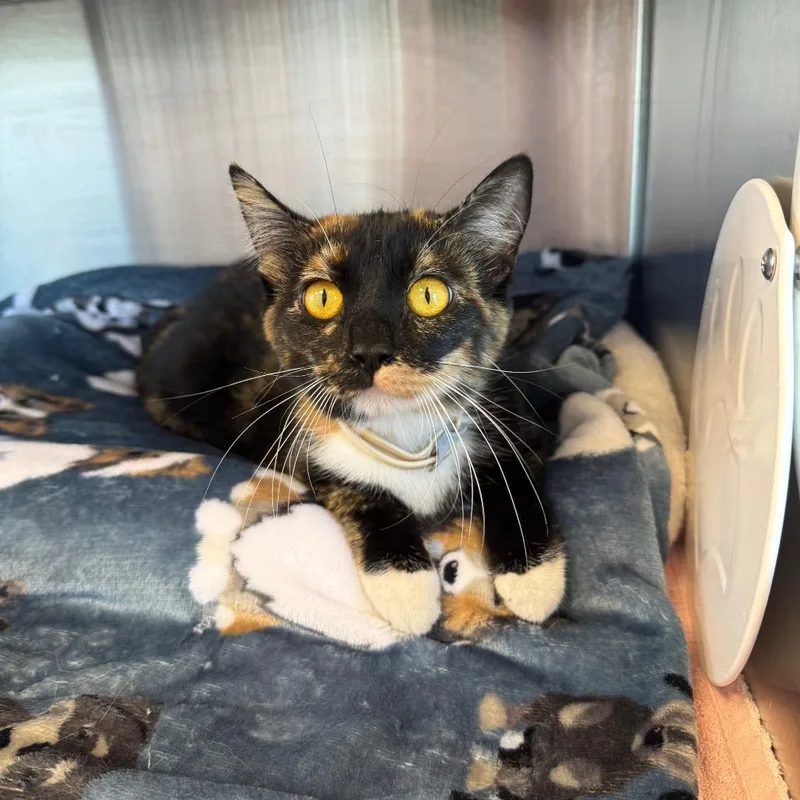 A young small-sized female Calico Domestic Medium Hair cat named Princess for adoption in Madisonville, TN