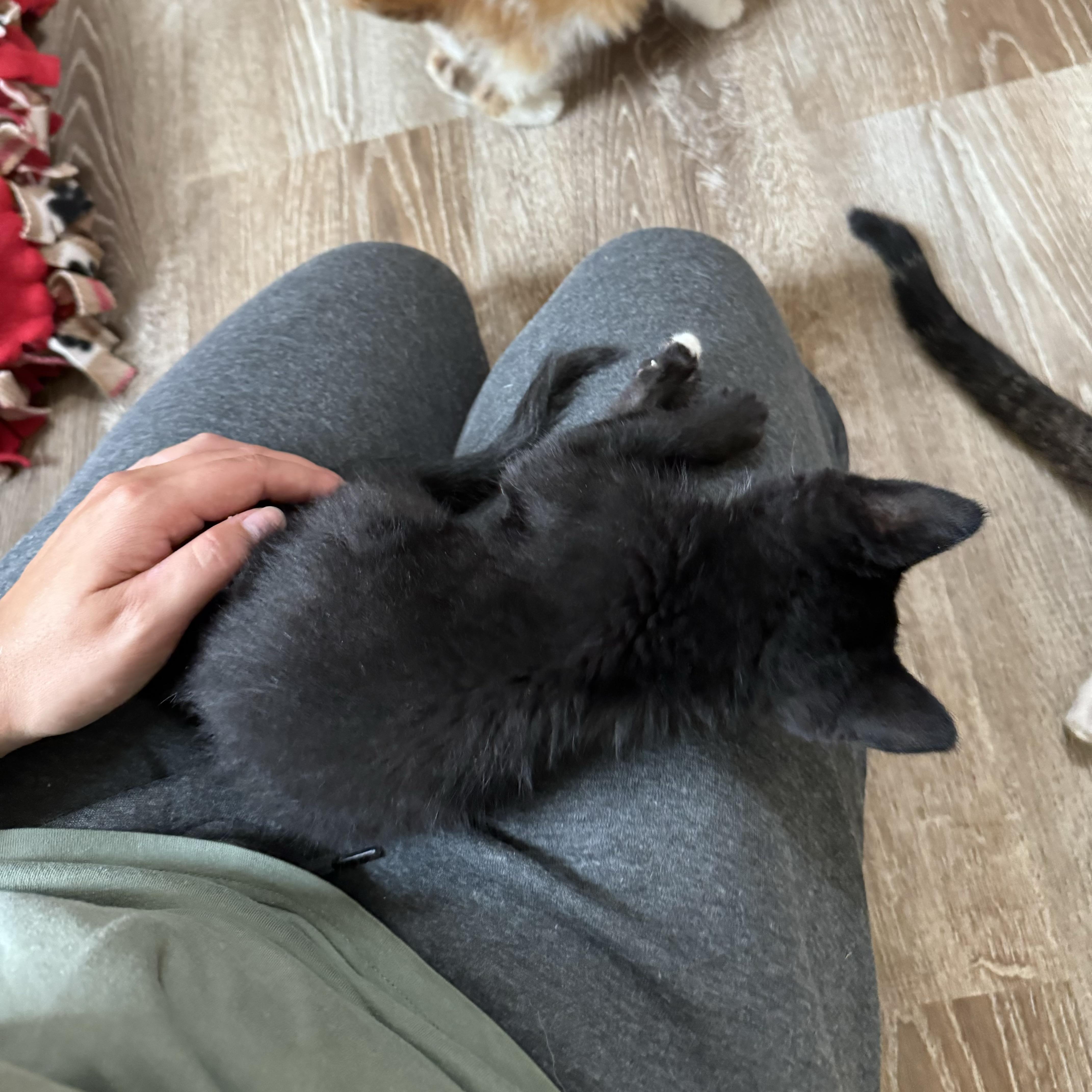 A baby medium-sized female Black & White / Tuxedo Domestic Short Hair cat named Juneau for adoption in China Township, MI