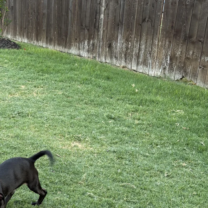 Bentley thumbnail 2