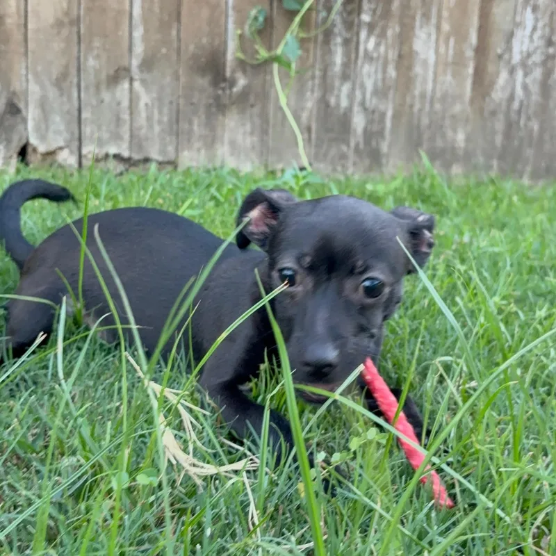 Bentley thumbnail 3