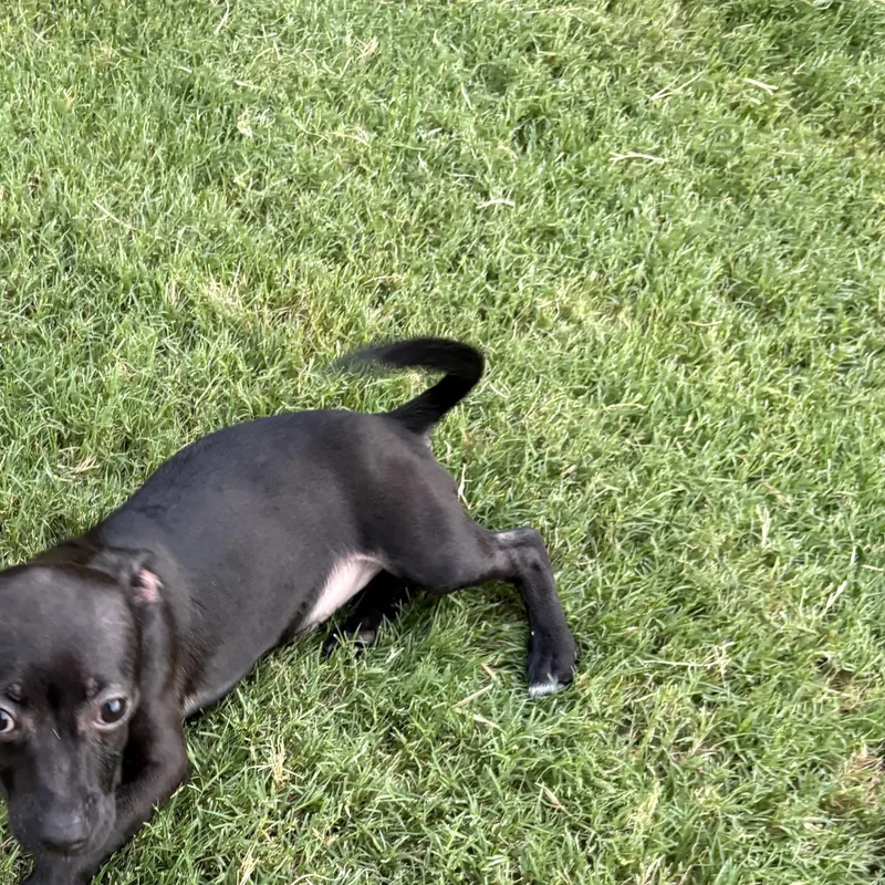 Bentley thumbnail 4