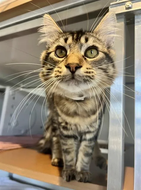 A young small-sized male Domestic Long Hair cat named Fluffy for adoption in San Francisco, CA
