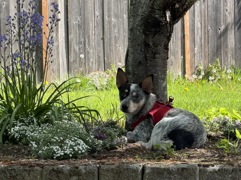 Oliver thumbnail 3
