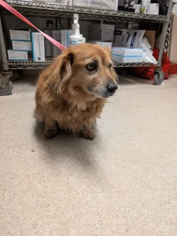 An adult medium-sized male Chihuahua dog named Samuel for adoption in Bakersfield, CA