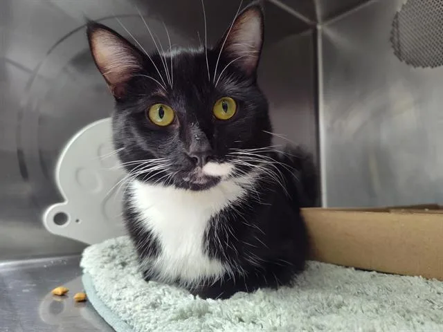 An adult large-sized male Domestic Short Hair cat named Max for adoption in Albuquerque, NM