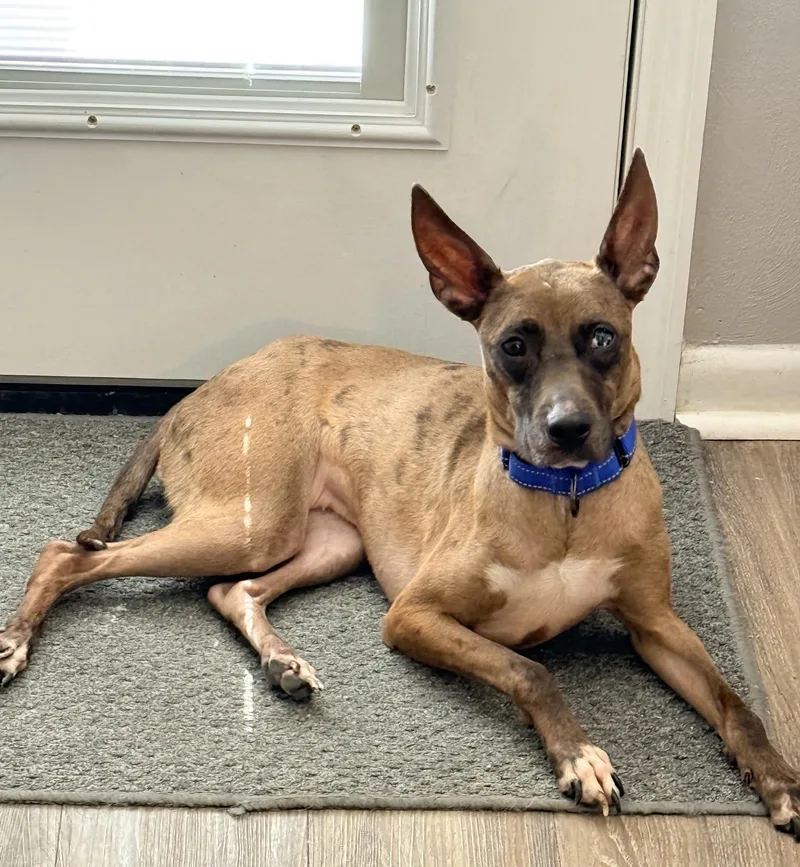 An adult medium-sized female Bicolor Catahoula Leopard Dog dog named Pebbles for adoption in Dallas, TX
