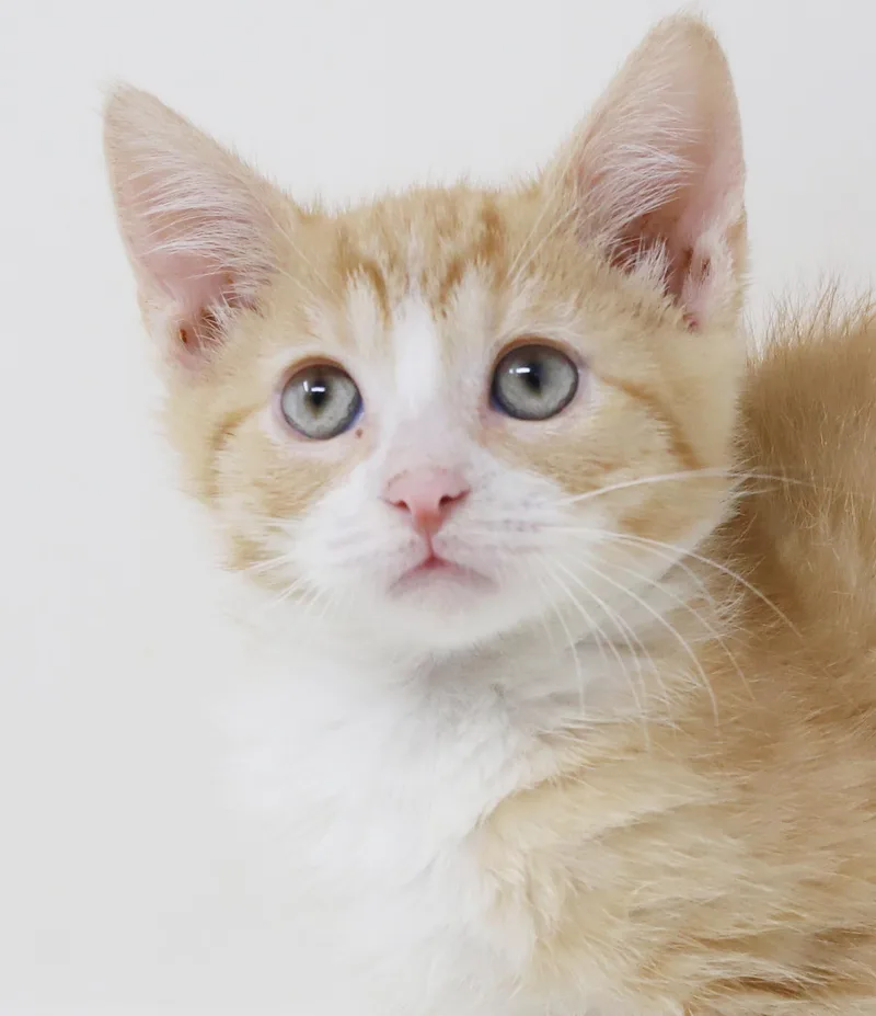 A baby small-sized male Orange / Red Tabby cat named Breezy is BEAUTIFUL and for adoption in Bedford Hills, NY