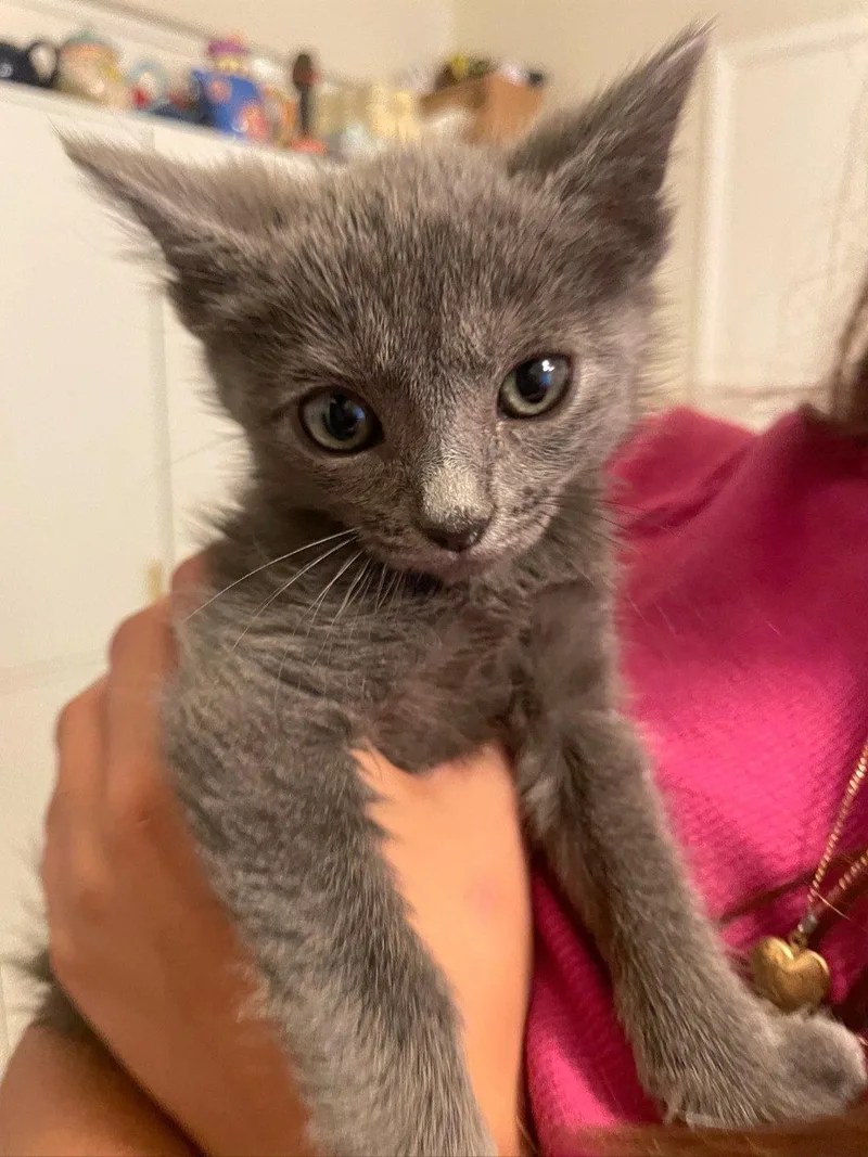 A baby medium-sized male Gray / Blue / Silver Domestic Short Hair cat named Thumper for adoption in Campbell, CA