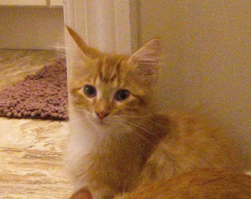 Prince