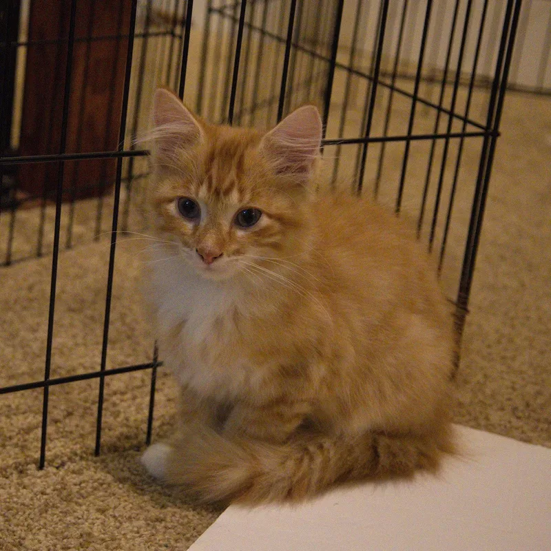 Prince thumbnail 2