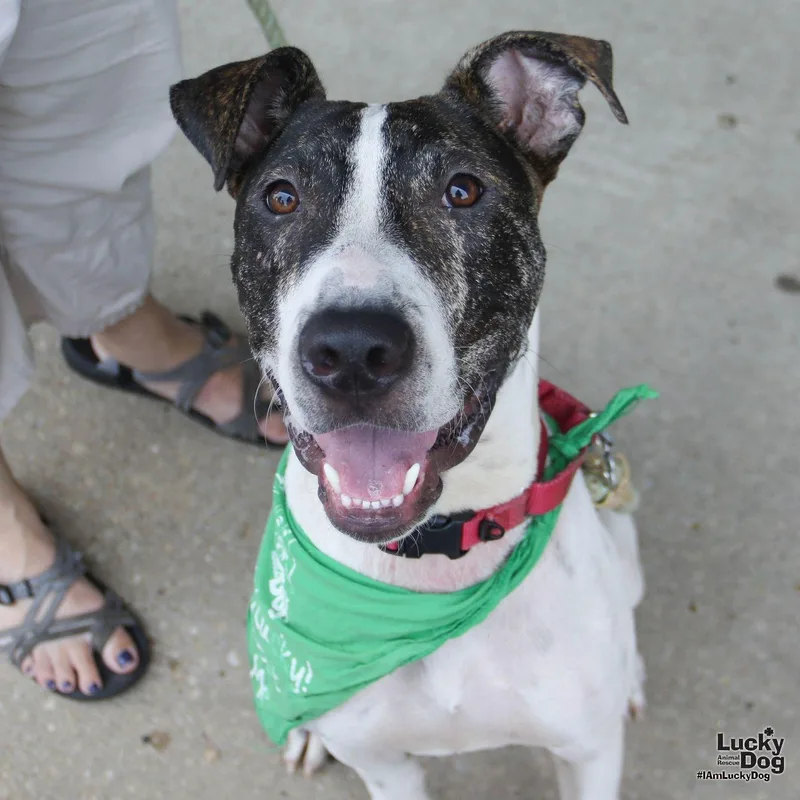 A young medium-sized male Shepherd dog named Gus for adoption in Washington, DC