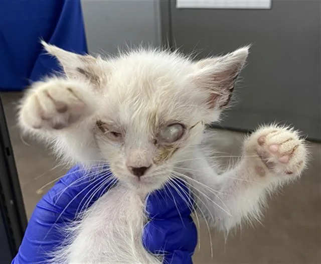 A baby medium-sized female Domestic Short Hair cat named Tiana for adoption in Dallas, TX