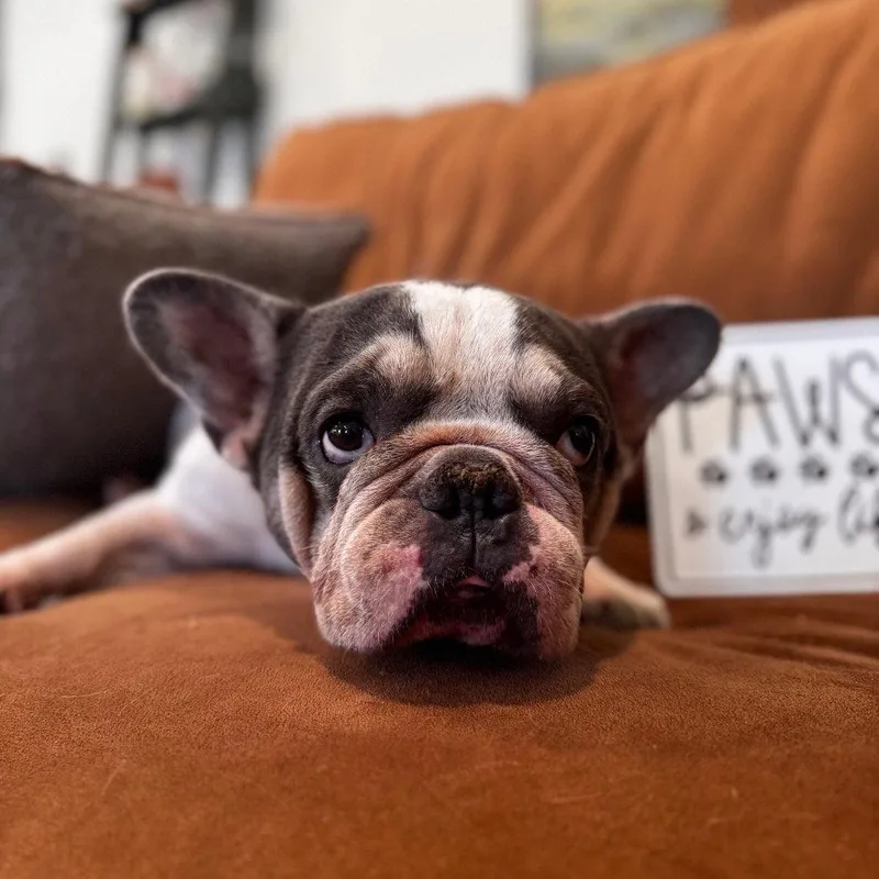 A young small-sized male French Bulldog dog named Sage for adoption in Fort Pierce, FL