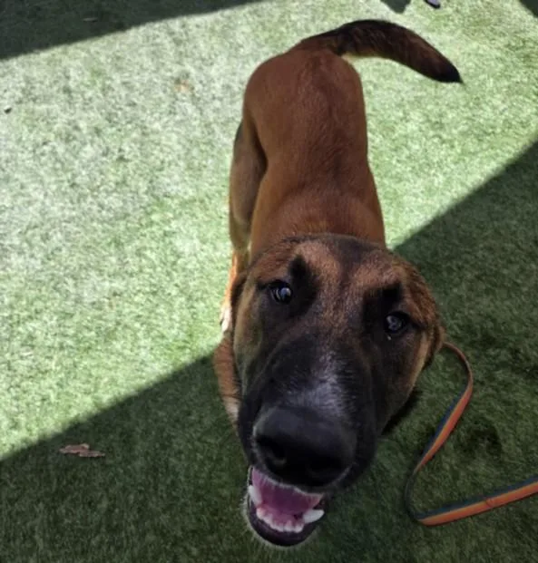 A young small-sized male German Shepherd Dog dog named Redford for adoption in Los Angeles, CA