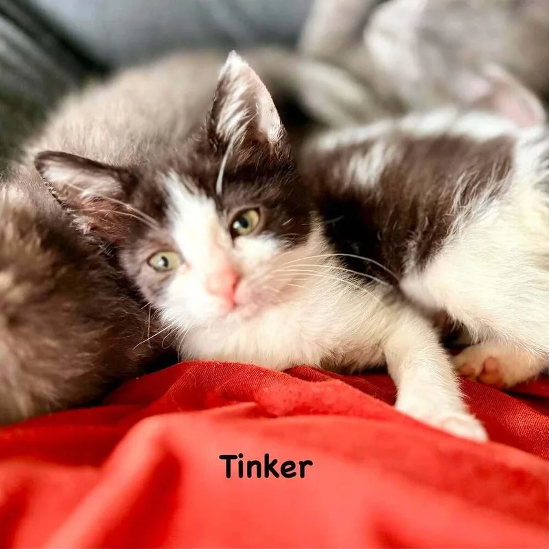 A baby small-sized male Domestic Short Hair cat named Tinker for adoption in South Bend, IN