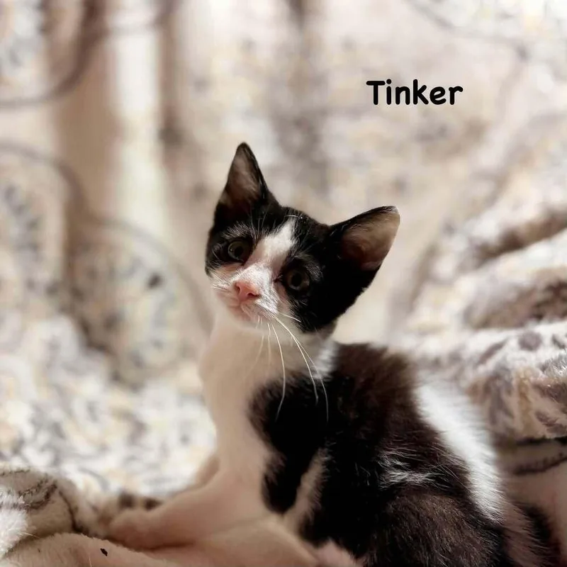 Tinker thumbnail 2