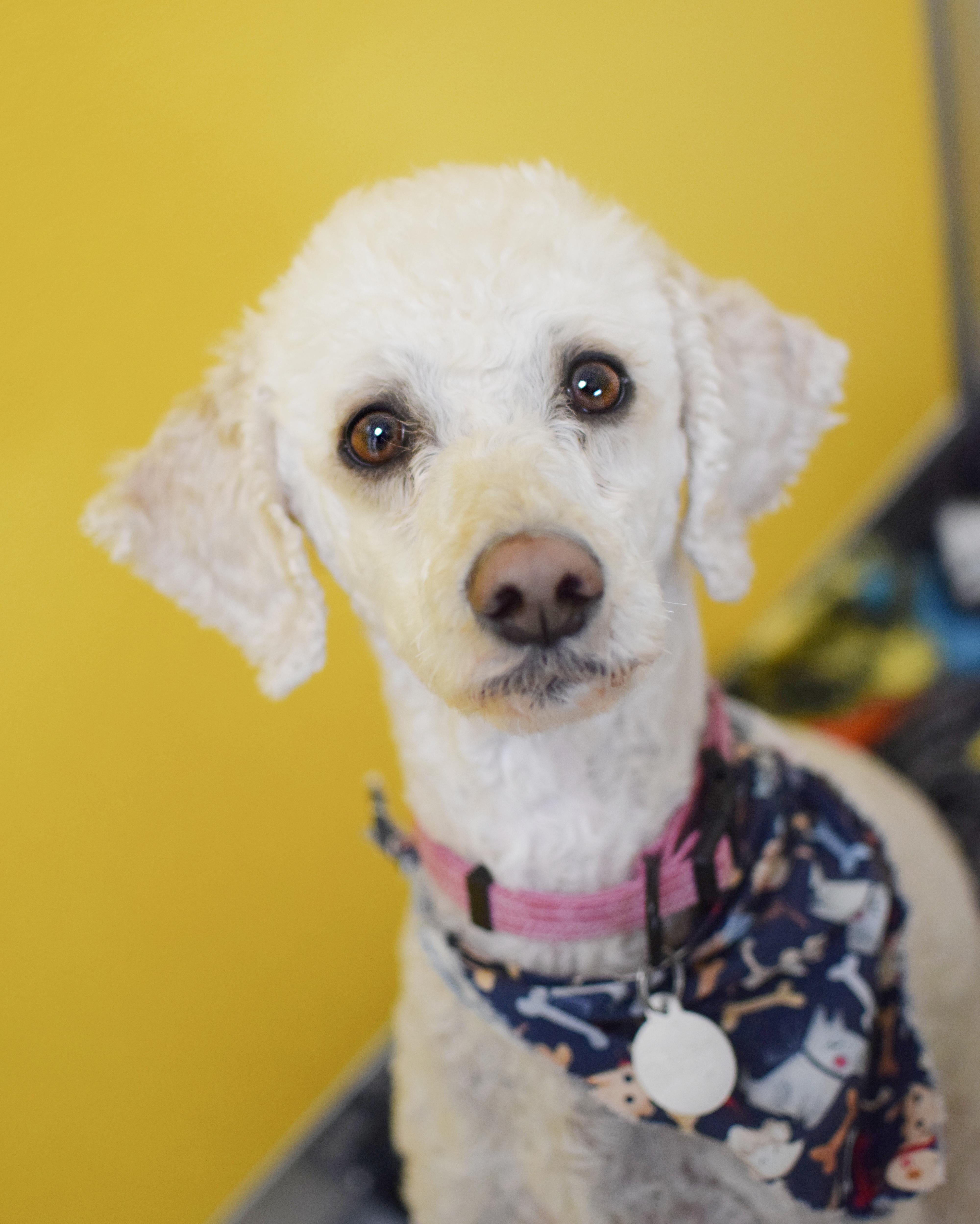 An adult medium-sized female White / Cream Poodle dog named Tikki for adoption in Pontiac, MI