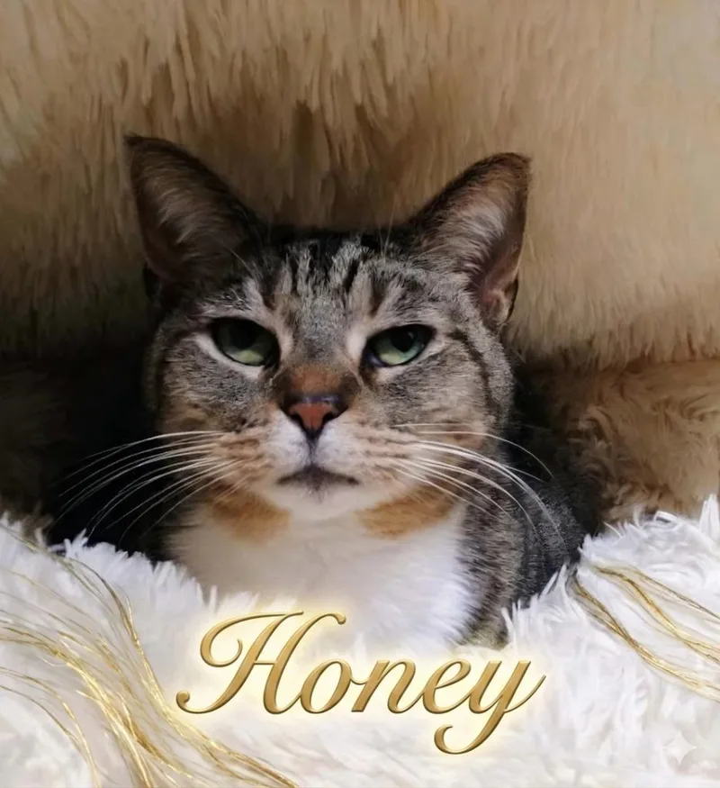 An adult small-sized female Domestic Short Hair cat named Honey for adoption in Rutherfordton, NC