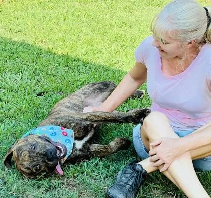 A young large-sized male Boxer dog named Bruno $ for adoption in Seneca, SC