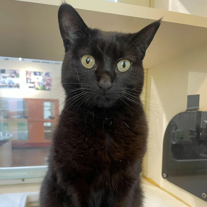 An adult medium-sized female Black Domestic Short Hair cat named Lilith for adoption in Rochester, MN