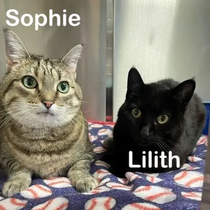 Lilith thumbnail 3