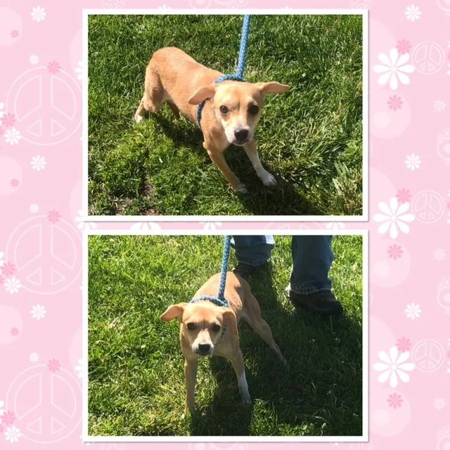 A young small-sized female Yellow / Tan / Blond / Fawn Chihuahua dog named Gretchen for adoption in Buckhannon, WV