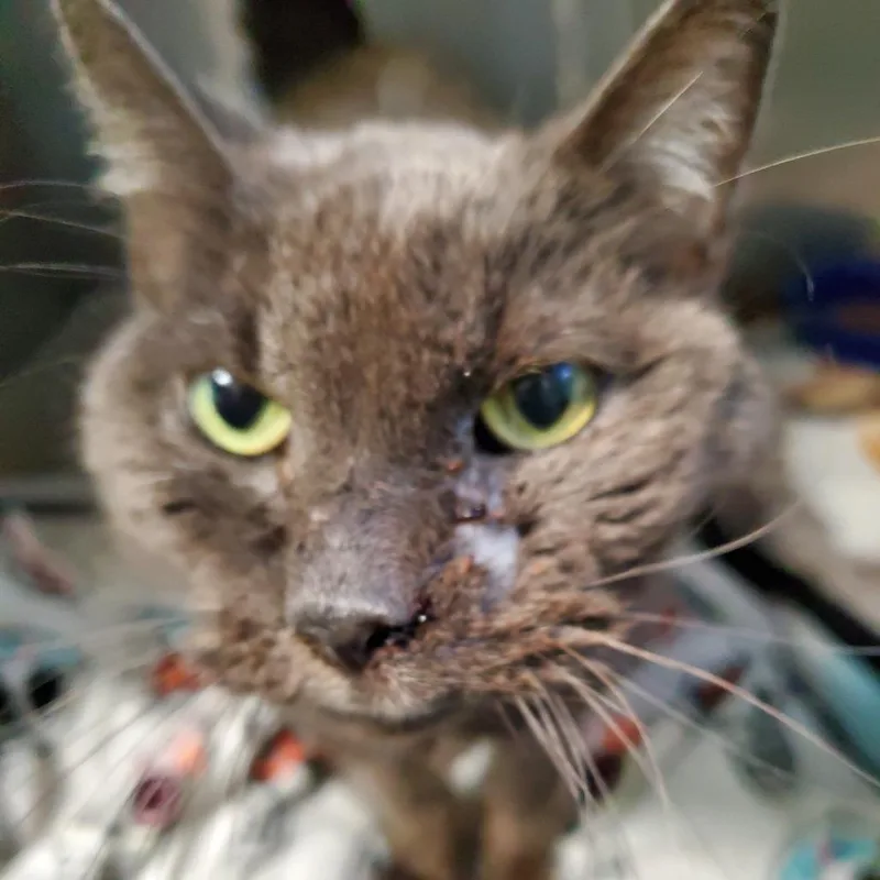 A young small-sized male Gray / Blue / Silver Domestic Short Hair cat named Stormy for adoption in PITTSBURGH, PA