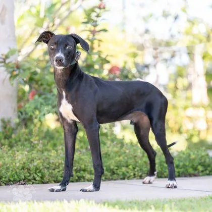 An adult medium-sized male Whippet dog named William for adoption in Honolulu, HI